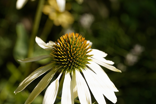 Jardin des Impressionnistes-130